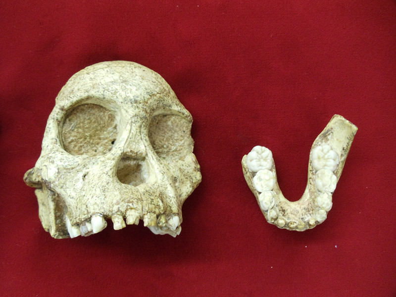 “汤恩小孩”，南非出土的南方古猿化石之一（1924 年），距今280 万年。他很可能尚不知晓使用工具。_副本.jpg