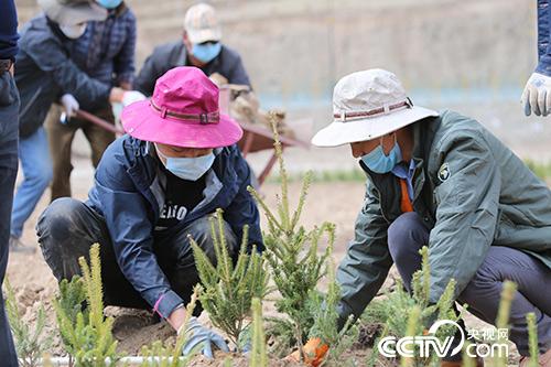 植树（玉树州林业局供图）