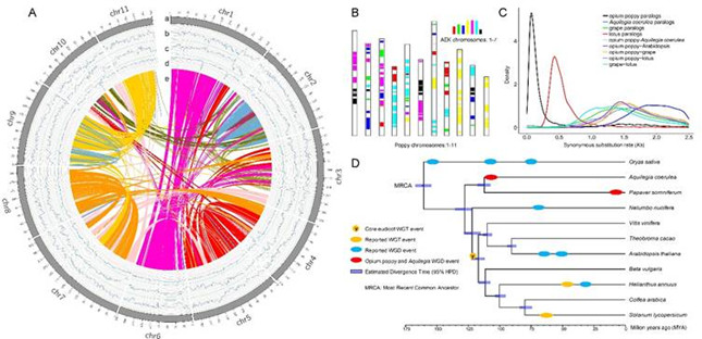 罂粟基因组特征及主要进化事件.jpg