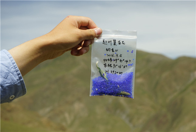在海拔3930米纳金山山坡上收集的匙叶翼首叶子.JPG
