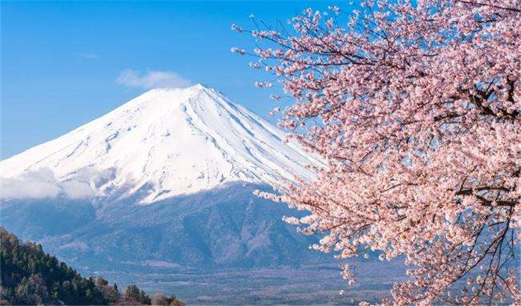 富士山 樱花.jpg