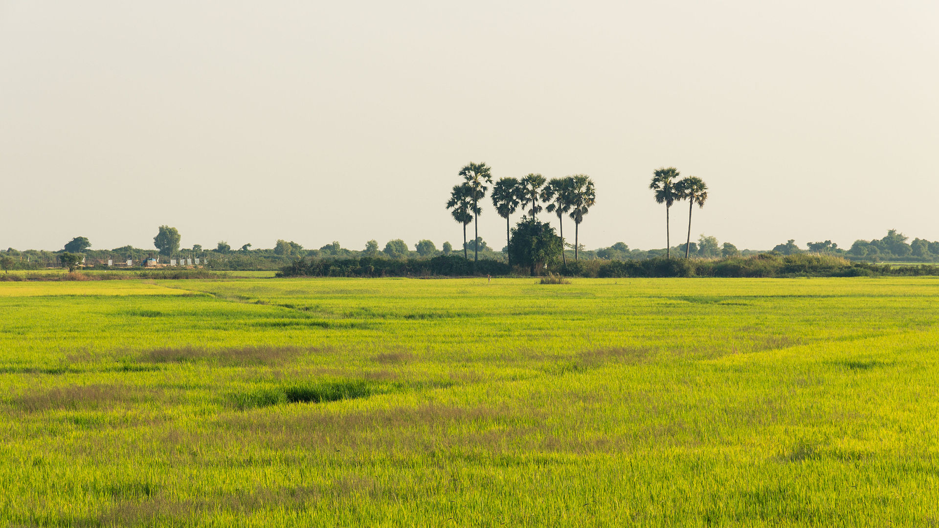 1920px-Cambodia's_rice_fields.jpg