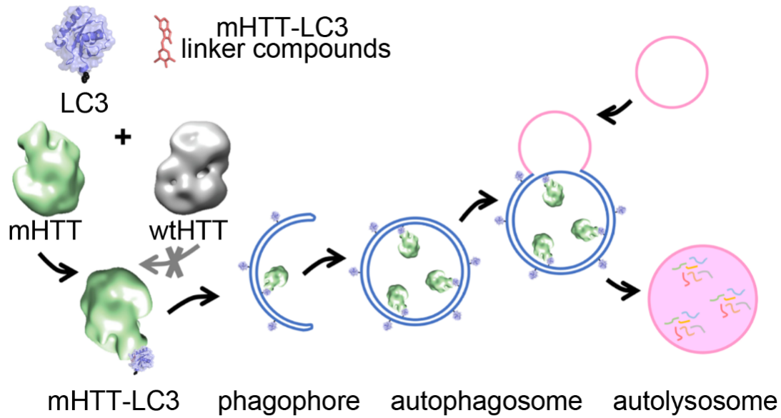 以致病蛋白mHTT为例，该细胞自噬过程简单示意图.png