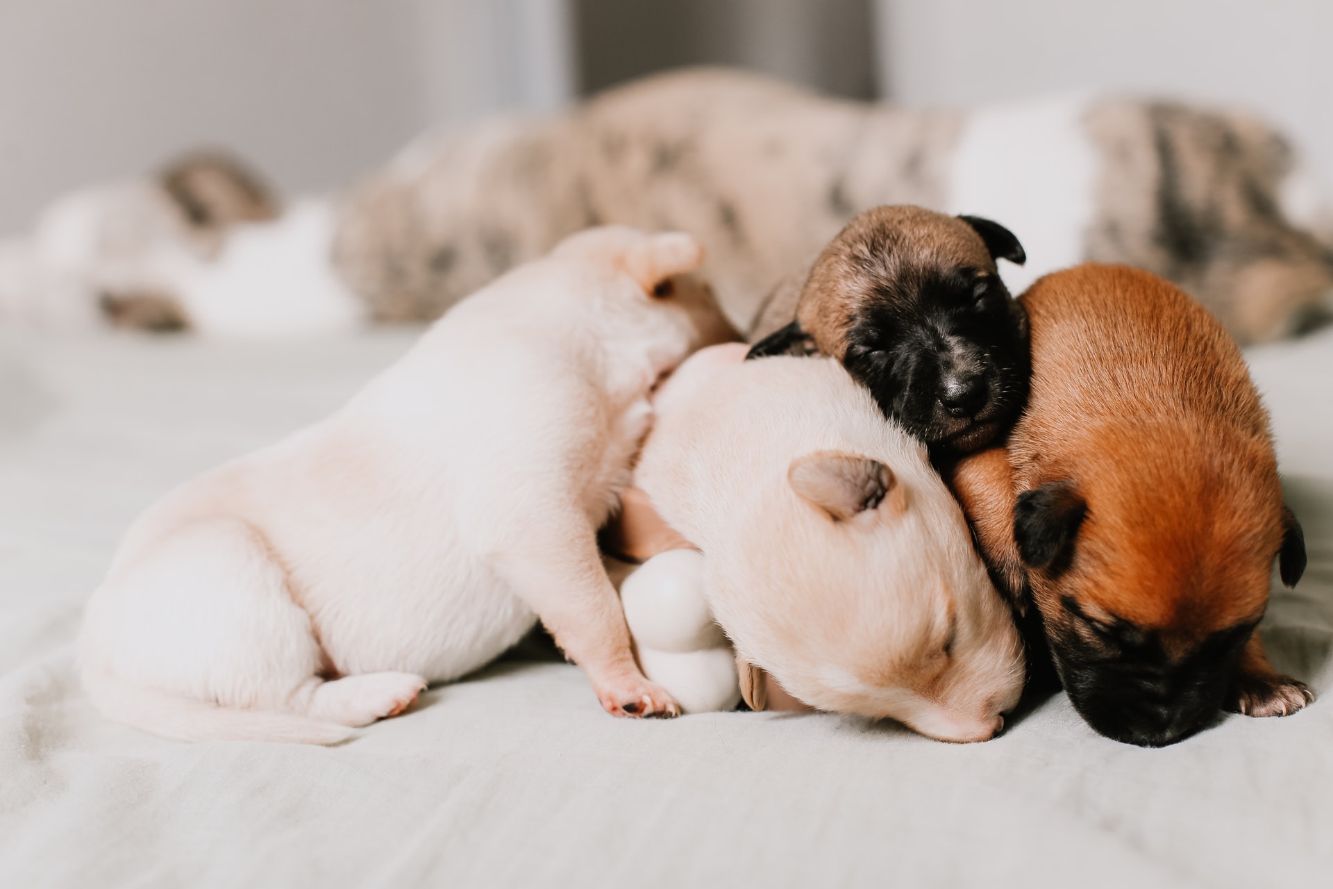 close-up-of-four-puppies-sleeping-tightly-together-3198016.jpg