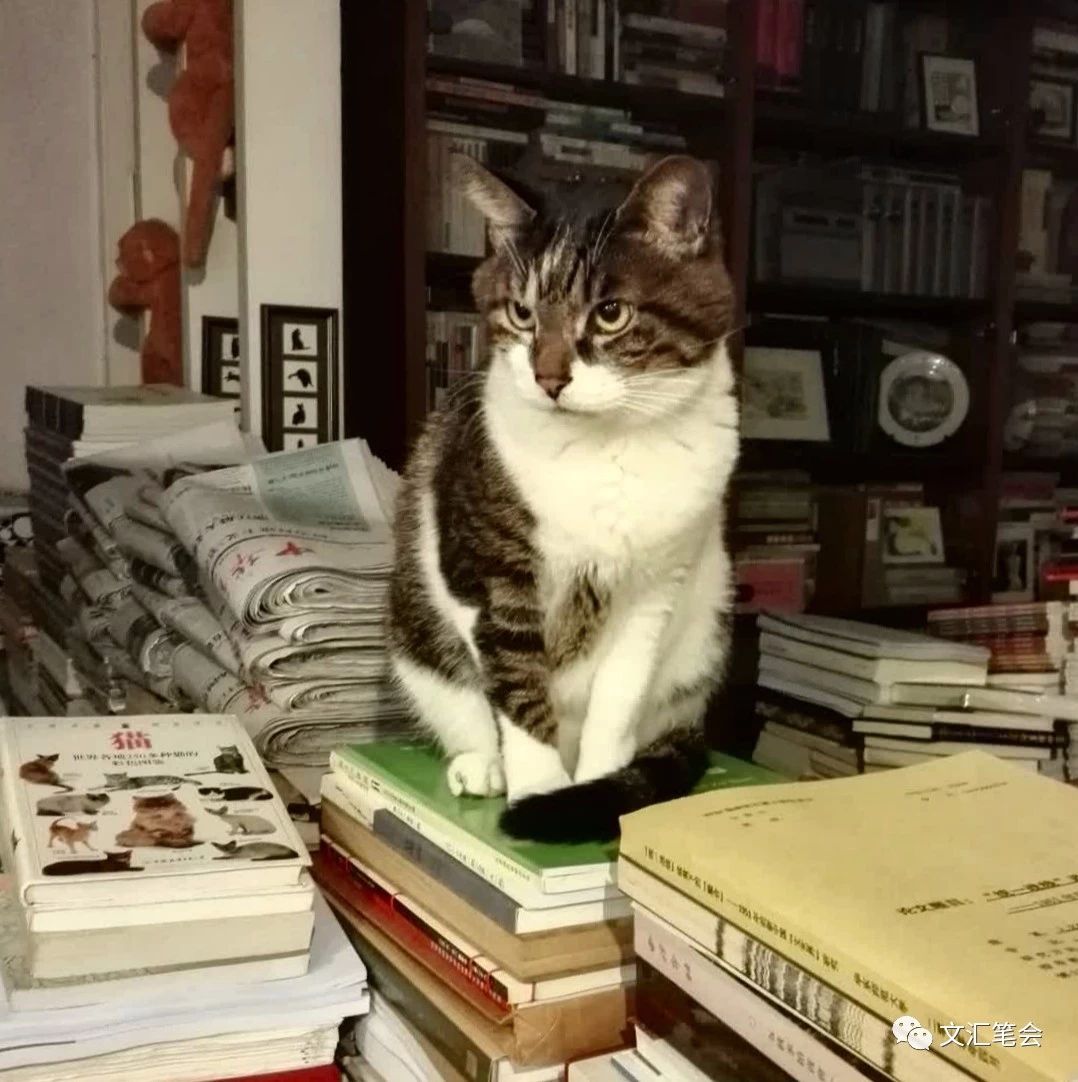 陈子善书堆上的猫.jpg