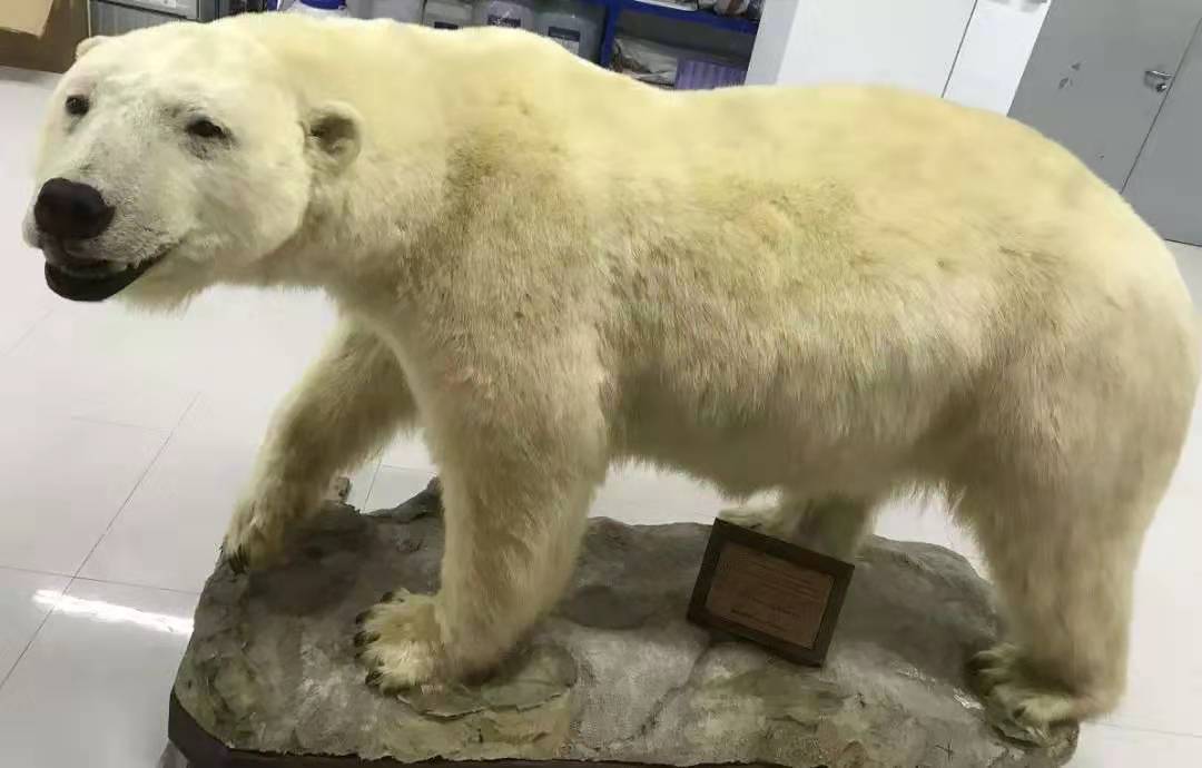 北极熊1.jpg