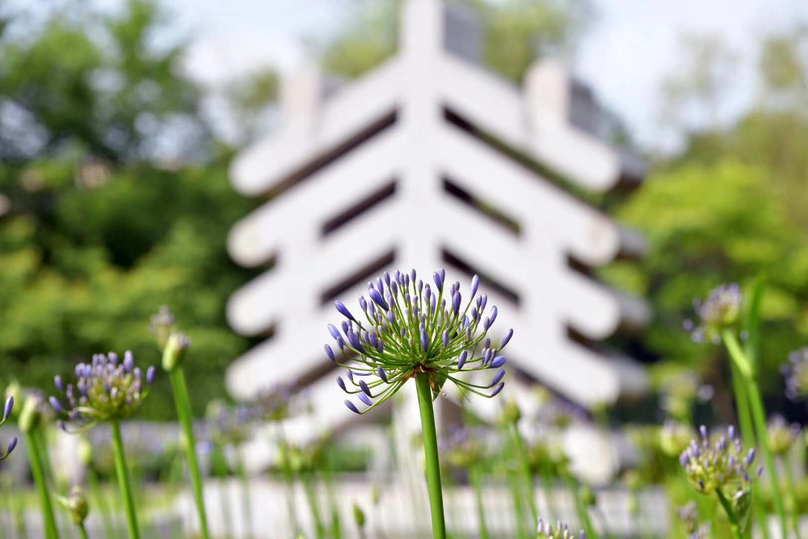 2020年 毕业花 百子莲 (2).jpg