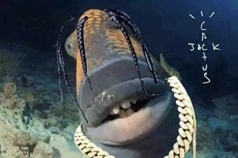 神奇!长着人类整齐牙齿的"人牙鱼"成网红,这种鱼已不是第一次出现了.