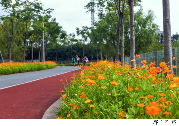 长兴岛郊野公园步道两侧盛放的硫华菊。.jpg