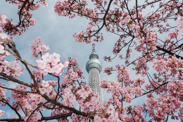 图说又到一年樱花季东京春来樱开