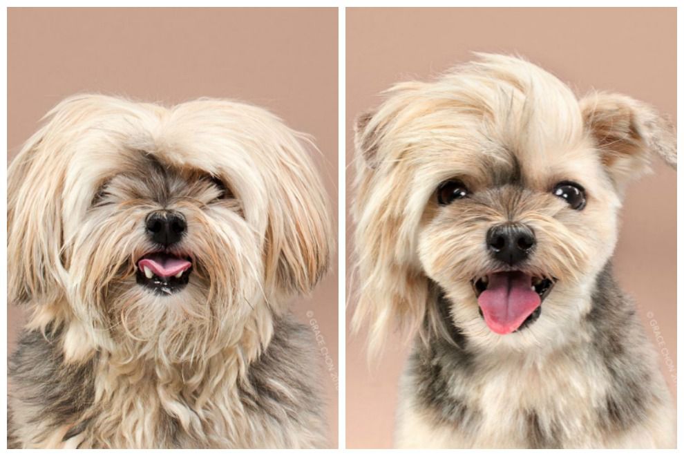 rocco-before-and-after-grooming.jpg.990x0_q80_crop-smart.jpg