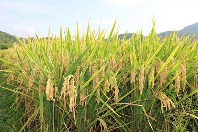 中国农科院中国水稻研究所水稻生物学国家重点实验室王克剑团队利用