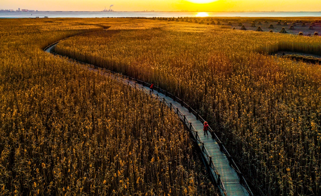 崇明西沙市级重要湿地，黎军拍摄_副本.jpg