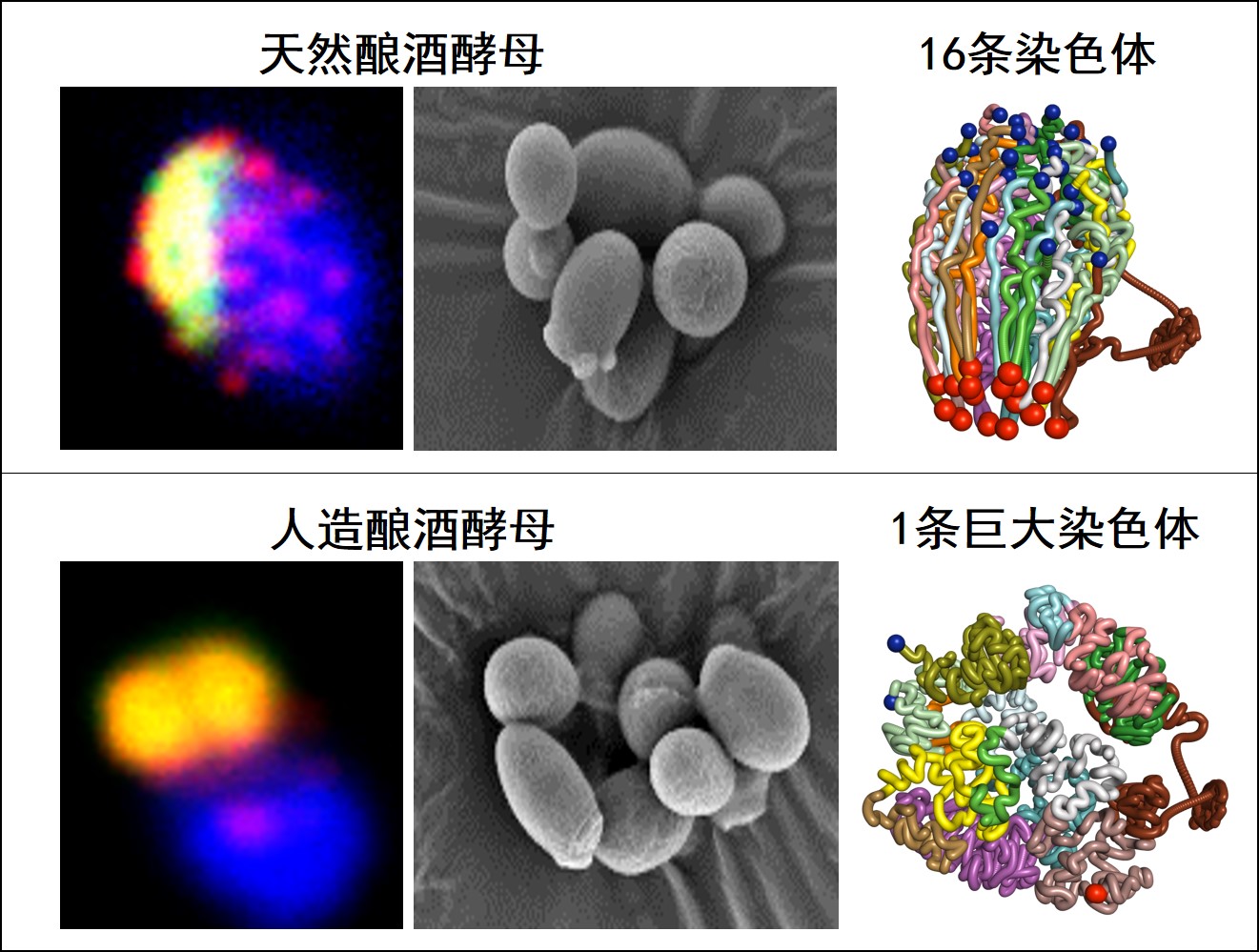 2、人造单染色体酵母与天然酵母细胞对比图，两者形态相似，但染色体的三维结构有巨大改变.jpg