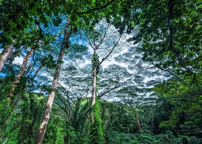 夏威夷是自1900年以来种子植物物种灭绝数量最多的地区??Design Pics / Shutterstock