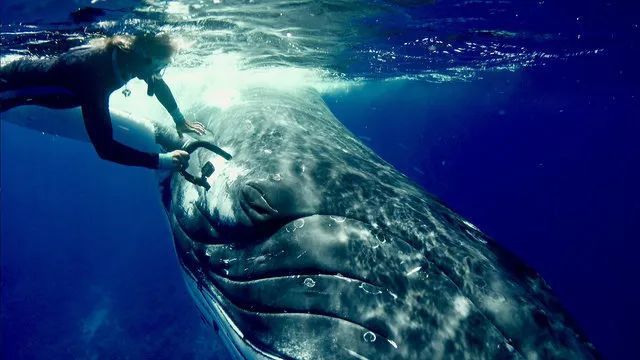鲸鱼救人图片