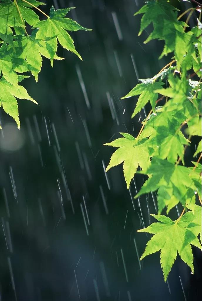 今日迎来雨水节气