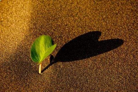 timg (1).jpg timg (1).jpg