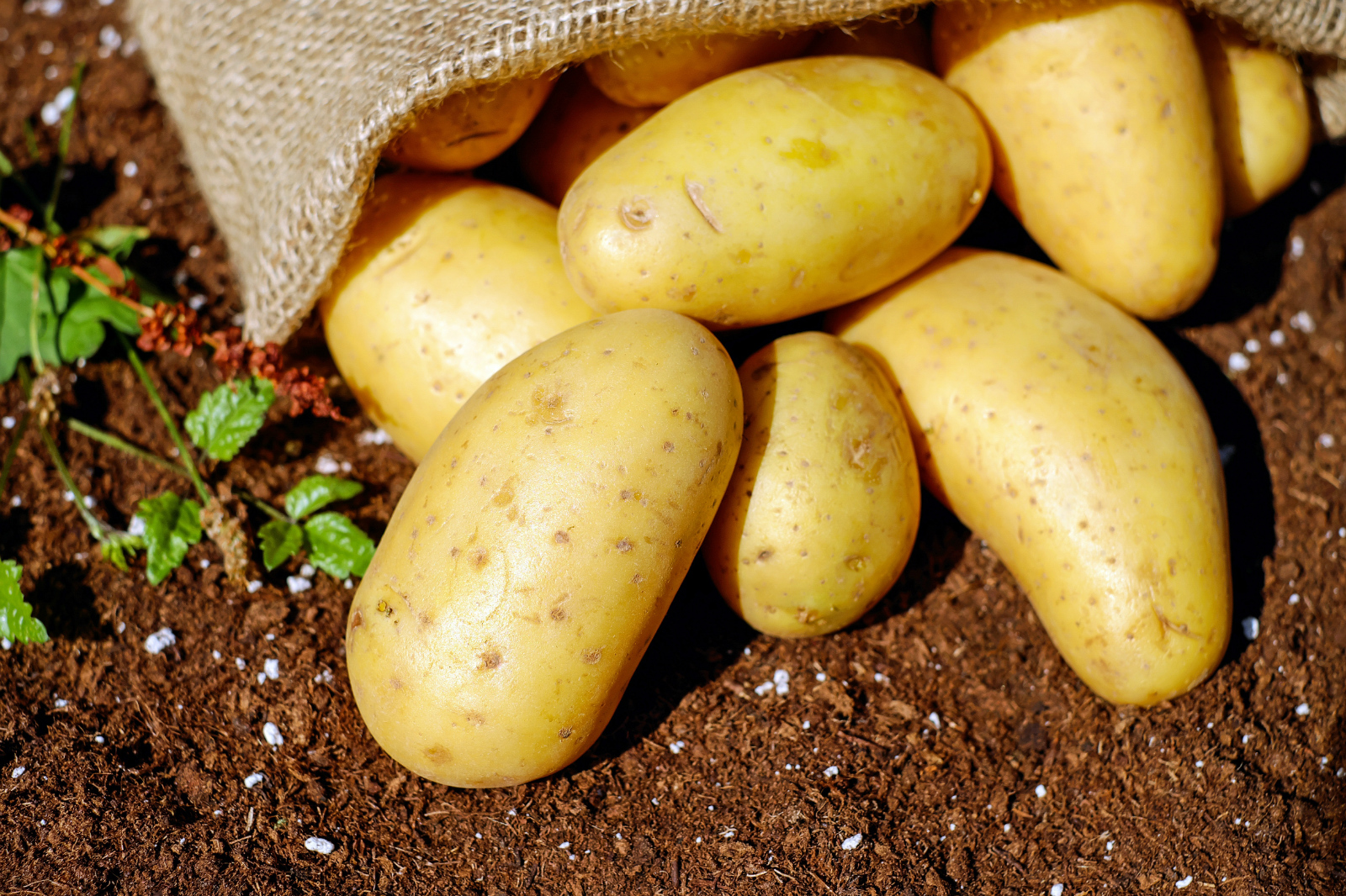 potatoes-144248_meitu_1.jpg