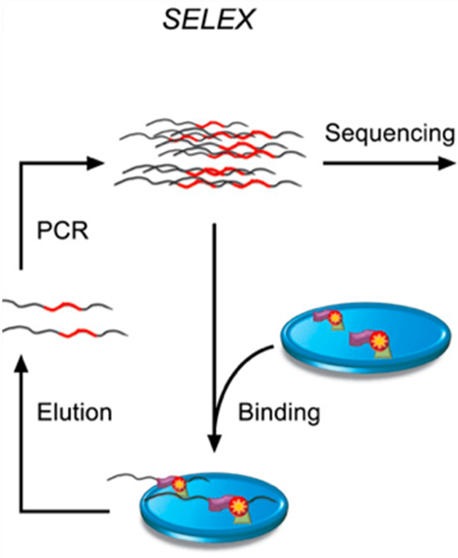 SELEX原理示意图.png