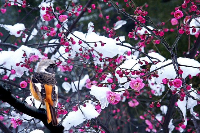 内漫天雪  作者：吴越 15857128101_副本.jpg