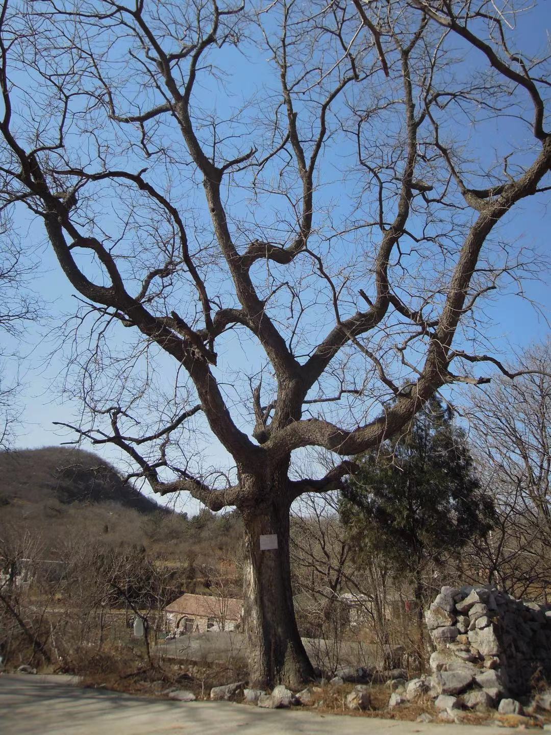 何频：老家南太行，金岭坡现存的冬日老黄楝树.jpg