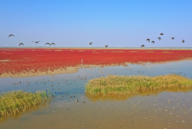 条子泥湿地“红地毯”.JPG