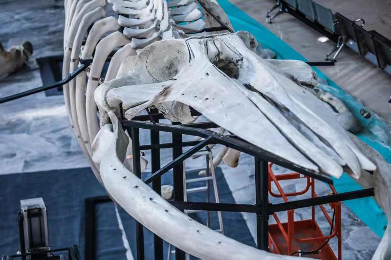 鲸鱼骨骼标本图片