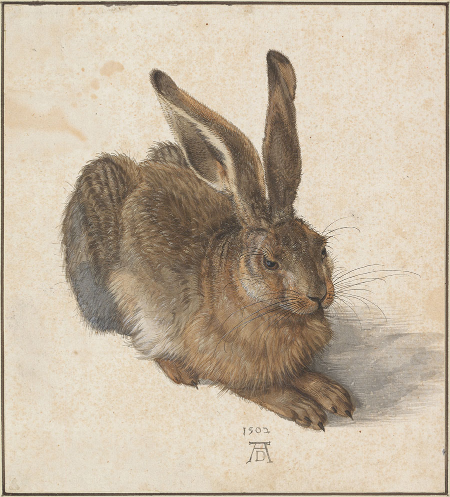 阿尔弗雷德·丢勒 年轻的野兔 1502 水彩 奥地利维也纳阿尔贝蒂娜博物馆.jpg