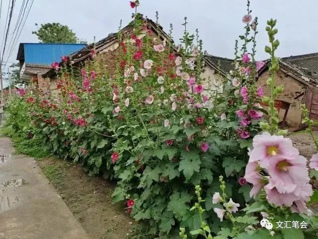 何频：5月28日段村蜀葵.jpg