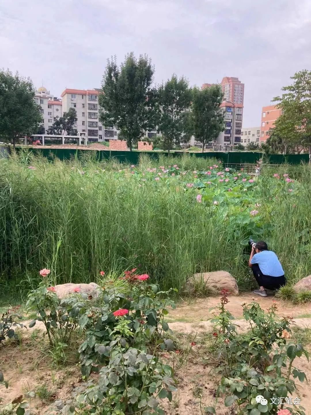 何频：紫荆山公园的芦花荷花月季花.jpg