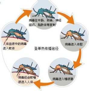 中国疾控中心教你如何防控登革热